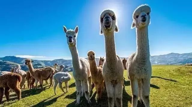 分享 | 創(chuàng)意鄉(xiāng)村旅游綜合體特色案例